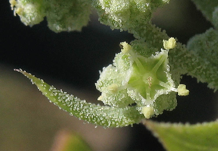 Detailed Picture 1 of Pitseed Goosefoot