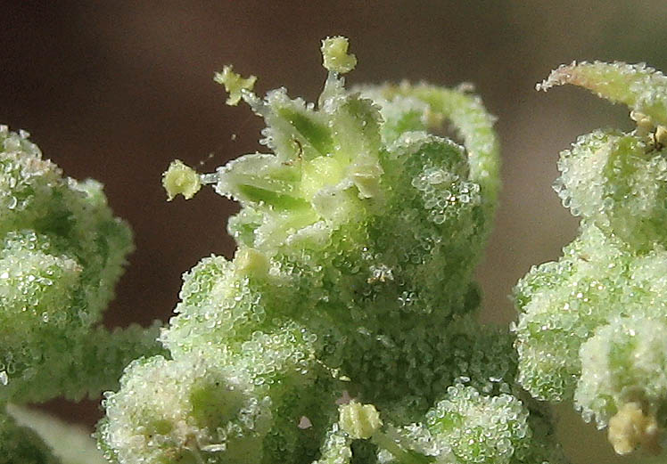Detailed Picture 2 of Pitseed Goosefoot
