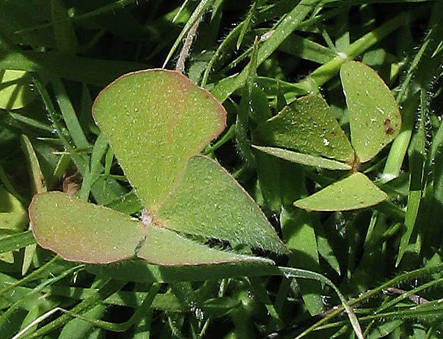 Detailed Picture 1 of Hairy Waterclover