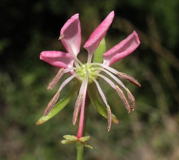 Detailed Picture 1 of Drummond's Gaura