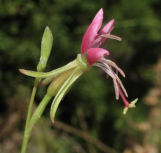 Detailed Picture 2 of Drummond's Gaura