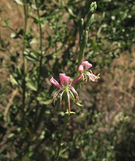 Detailed Picture 3 of Drummond's Gaura