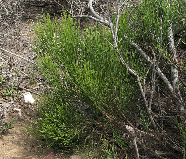 Detailed Picture 6 of Hybrid Desertbroom