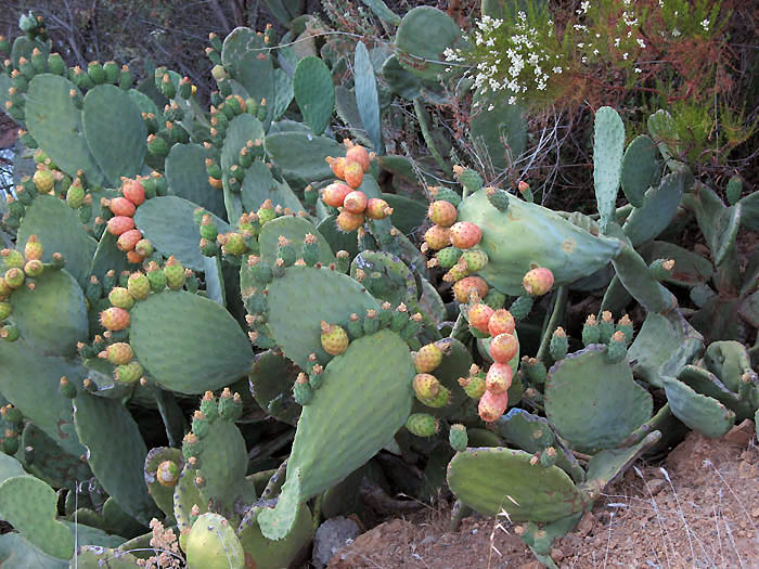 Detailed Picture 6 of Mission Prickly-pear