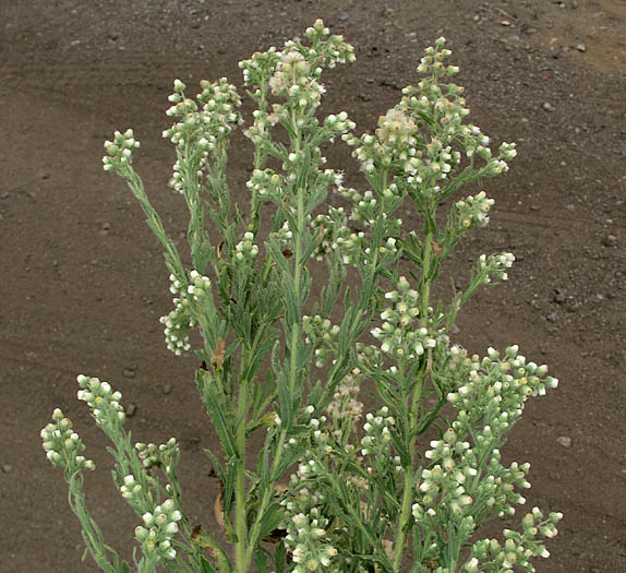Detailed Picture 5 of Coulter's Horseweed