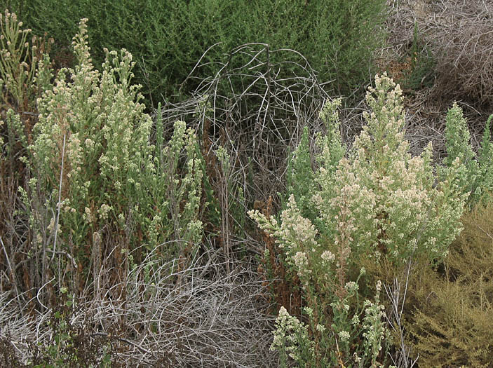 Detailed Picture 6 of Coulter's Horseweed