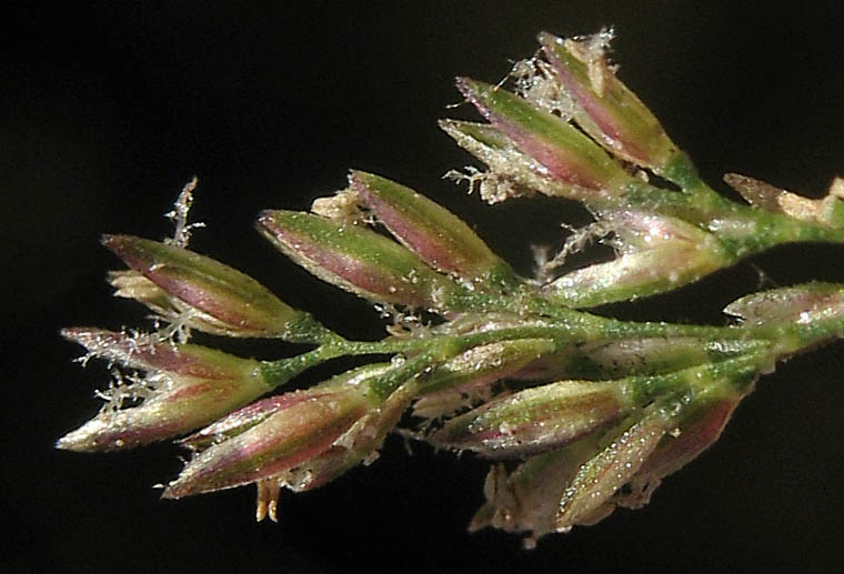 Detailed Picture 4 of Water Beardgrass