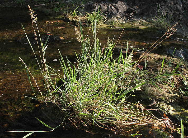 Detailed Picture 6 of Water Beardgrass