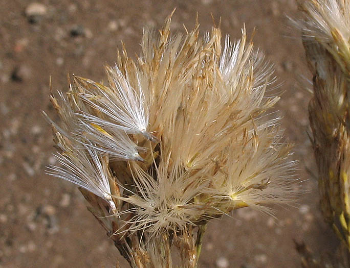 Detailed Picture 10 of Mojave Rabbitbrush