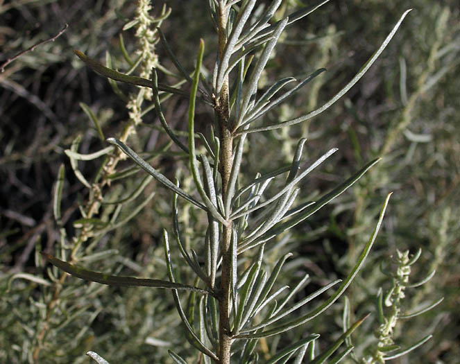 Detailed Picture 6 of Four-wing Saltbush