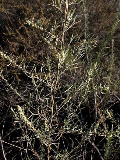 Detailed Picture 7 of Four-wing Saltbush