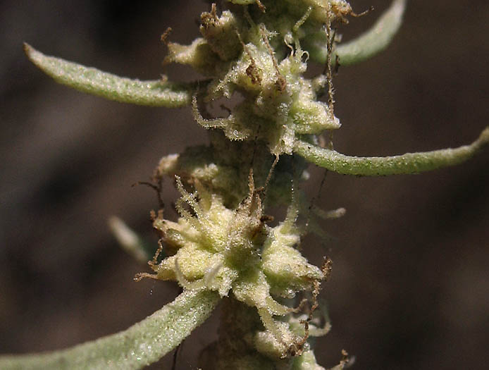 Detailed Picture 1 of Four-wing Saltbush