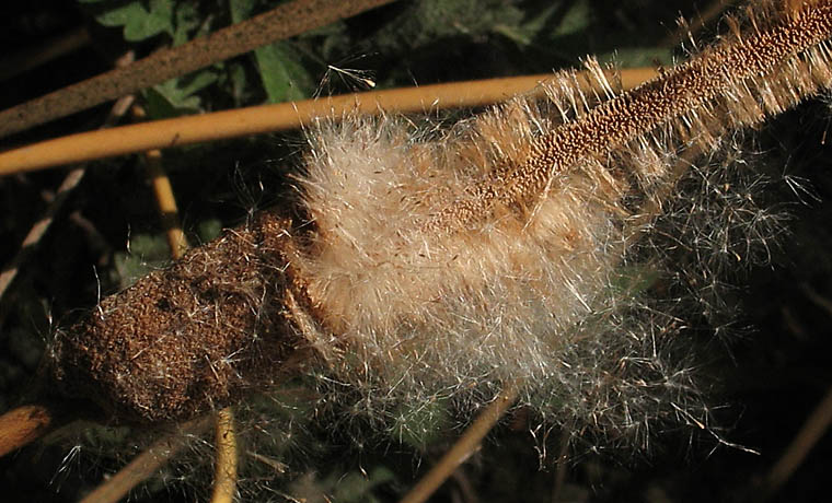 Detailed Picture 5 of Narrow-leaved Cattail