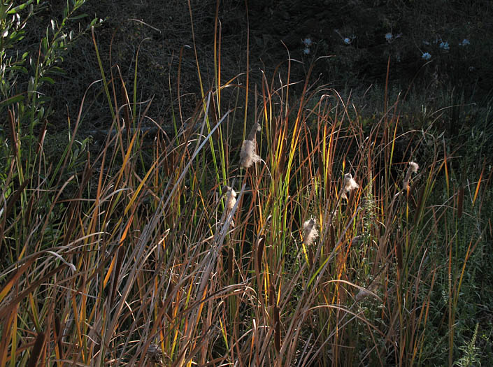 Detailed Picture 4 of Narrow-leaved Cattail