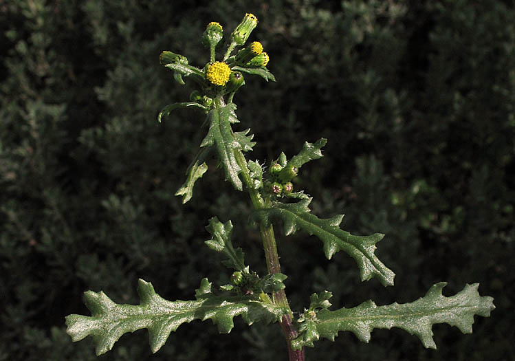 Detailed Picture 3 of Common Groundsel