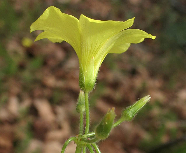 Detailed Picture 2 of Bermuda Buttercup