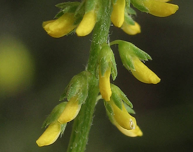 Detailed Picture 2 of Yellow Sweet Clover