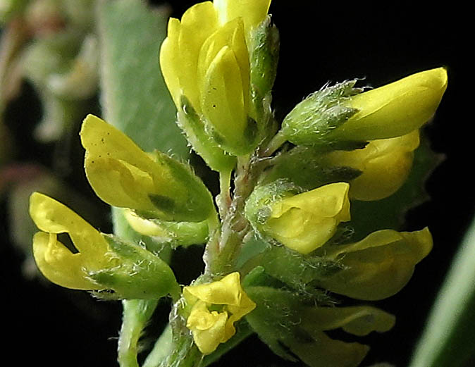 Detailed Picture 1 of Yellow Sweet Clover