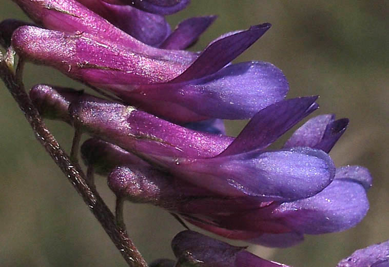 Detailed Picture 1 of Winter Vetch