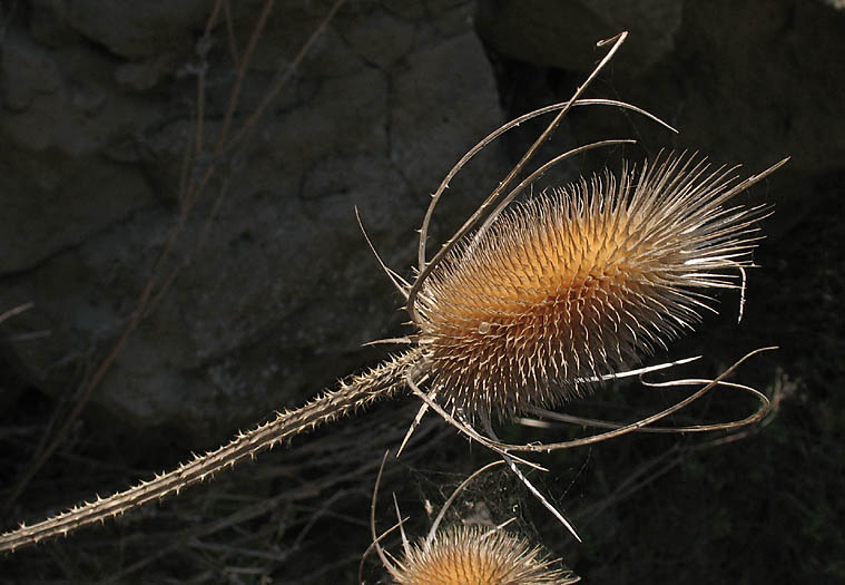 Detailed Picture 10 of Wild Teasel