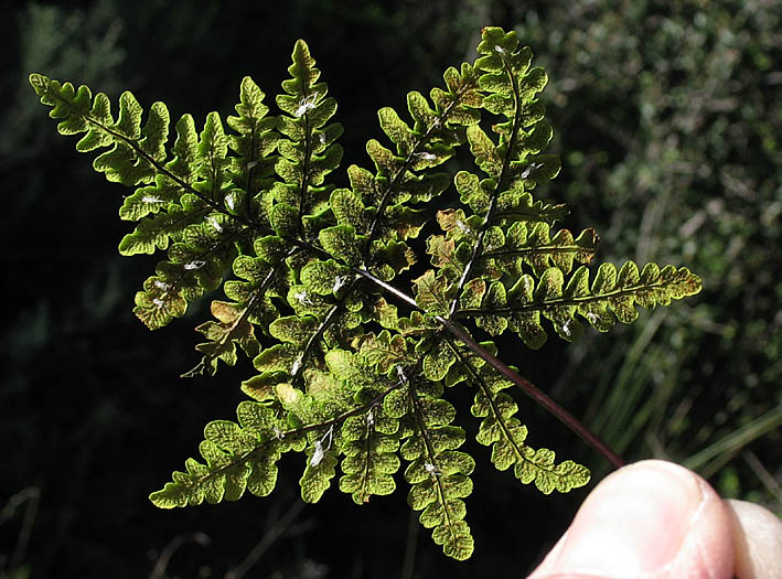 Detailed Picture 4 of Goldback Fern