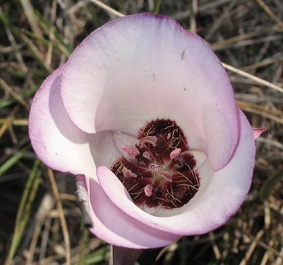 Detailed Picture 1 of Catalina Mariposa Lily