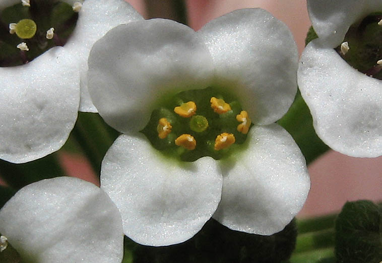 Detailed Picture 1 of Sweet Alyssum