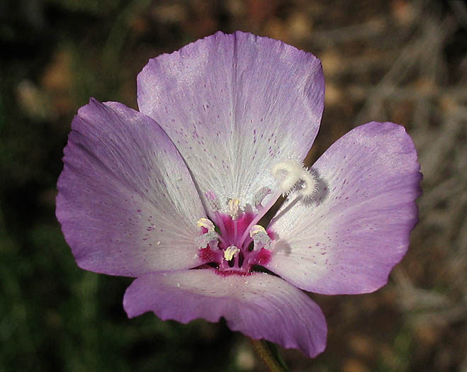 Detailed Picture 3 of Speckled Clarkia
