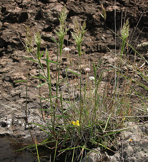 Detailed Picture 4 of Ditch Beardgrass
