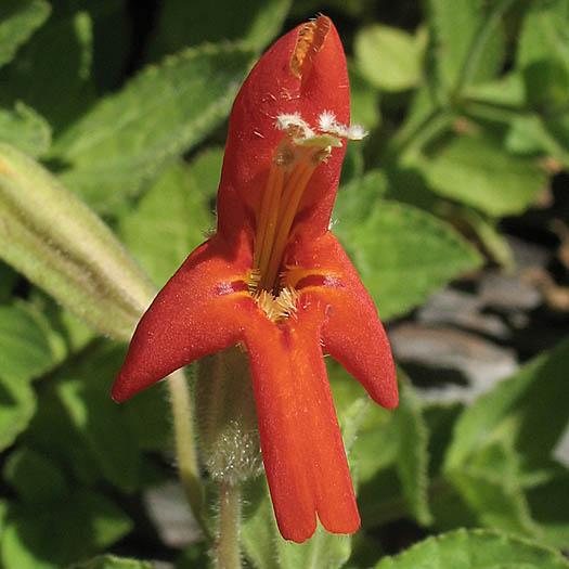 Detailed Picture 1 of Scarlet Monkey Flower