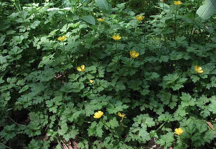 Detailed Picture 6 of Creeping Buttercup