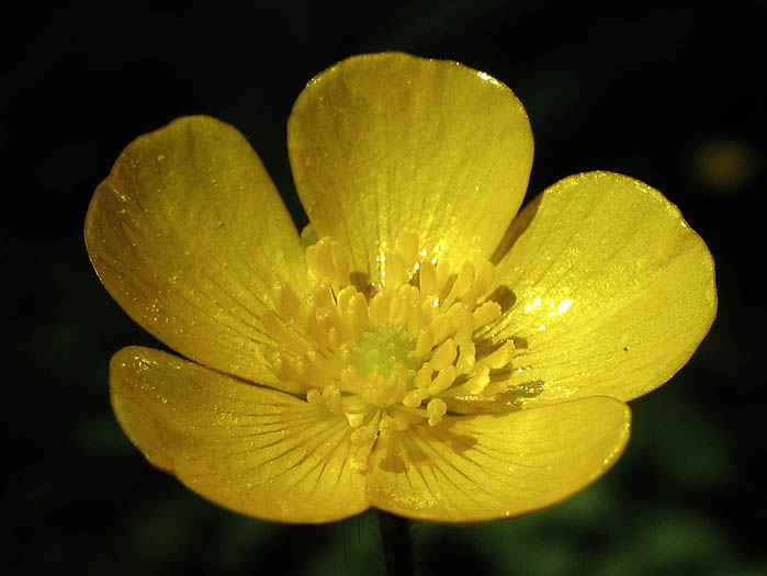 Detailed Picture 2 of Creeping Buttercup