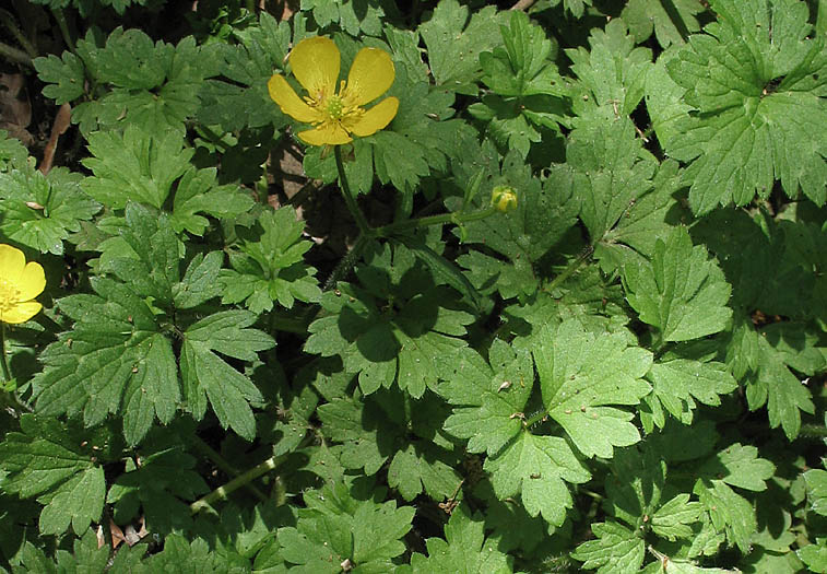Detailed Picture 5 of Creeping Buttercup