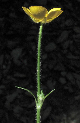 Detailed Picture 4 of Creeping Buttercup