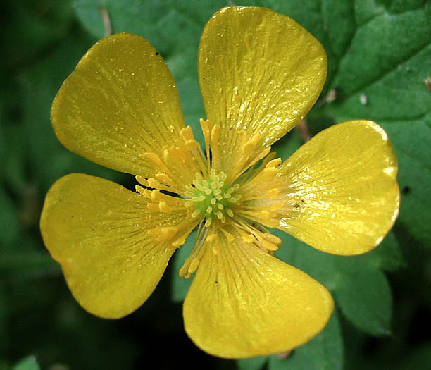 Detailed Picture 1 of Creeping Buttercup