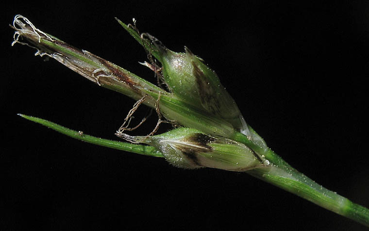 Detailed Picture 7 of Round-fruited Sedge