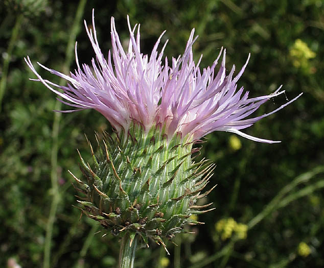 Detailed Picture 3 of California Thistle