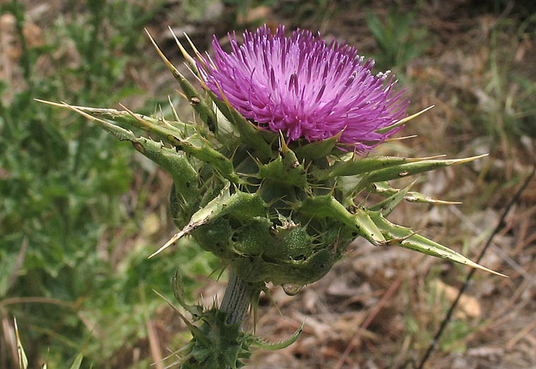 Detailed Picture 2 of Milk-thistle