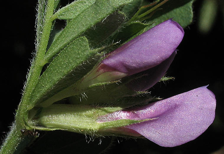 Detailed Picture 3 of Spring Vetch