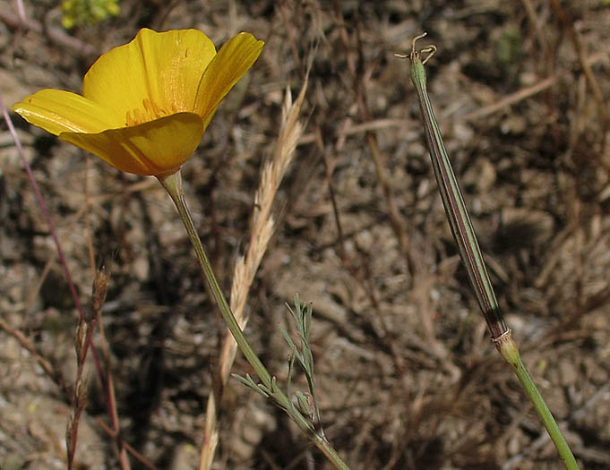 Detailed Picture 8 of California Poppy