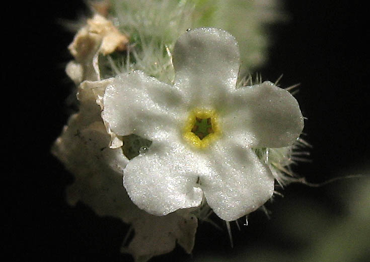 Detailed Picture 1 of Prickly Popcorn Flower