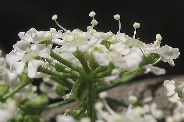 Detailed Picture 2 of Poison Hemlock