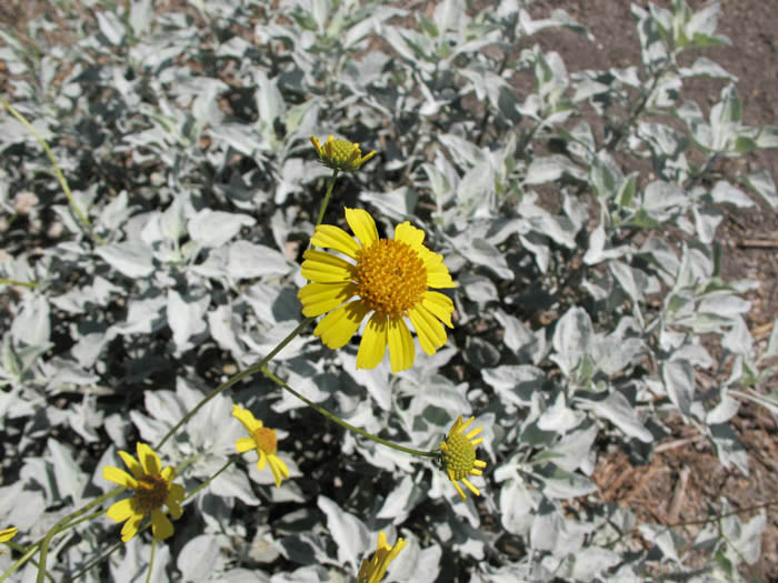 Detailed Picture 3 of Brittlebush