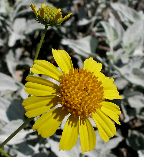 Detailed Picture 1 of Brittlebush