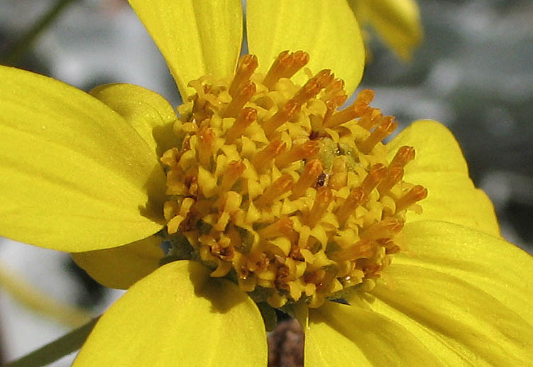 Detailed Picture 2 of Brittlebush