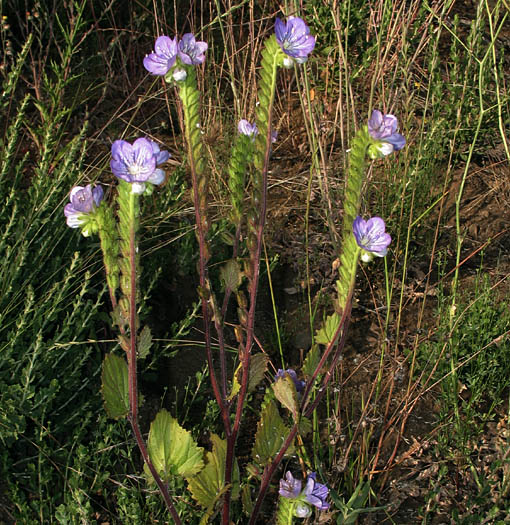 Detailed Picture 5 of Large-flowered Phacelia