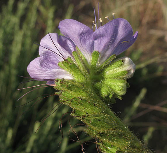 Detailed Picture 3 of Large-flowered Phacelia