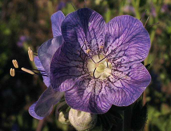 Detailed Picture 1 of Large-flowered Phacelia