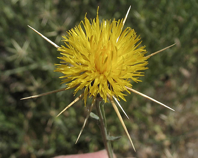 Detailed Picture 1 of Yellow Star Thistle