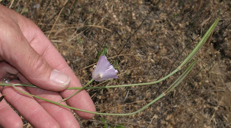 Detailed Picture 5 of Lilac Mariposa Lily